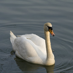 One white swan swimming in the lake water