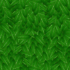 Naklejka na ściany i meble Green leaves texture