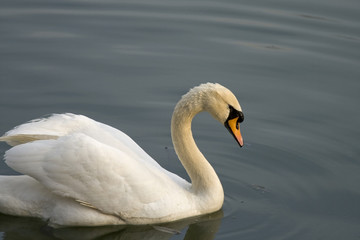 Naklejka premium One white swan swimming in the lake water