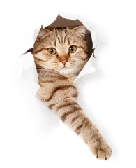 Photo sur Aluminium Chat chat dans un trou de papier peint blanc