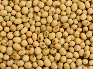 background of soy bean pattern background - 52540726