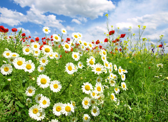 Fototapeta premium Letnie kwiaty