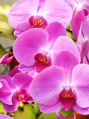 Rolgordijnen Phalaenopsis orchidee © bluebullet0315