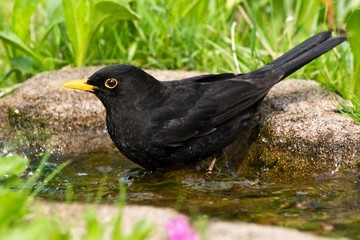 Common blackbird standing in water taking a bath
