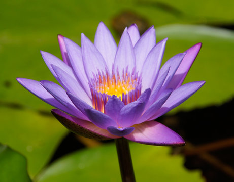 lily