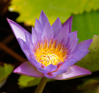 lily