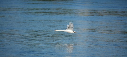 Swan in Flight