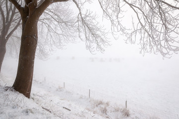 Bare and frosty overhanging branches in a wintry landscape