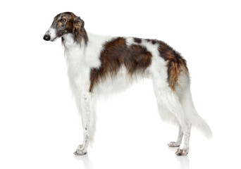 Russian borzoi dog on white background