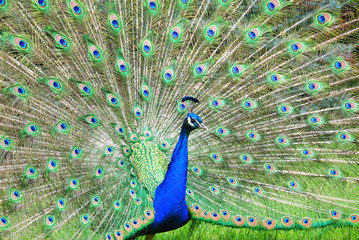 Obraz premium Peacock showing off colorful feathers
