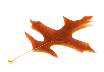 Autumn leaf of oak
