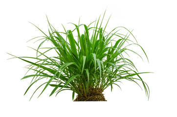 Fresh spring green grass isolated on white background.