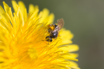 bee on a yellow dandelion