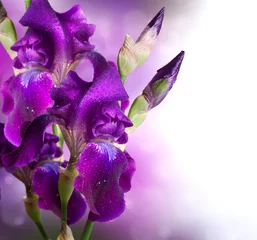 Crédence de cuisine en verre imprimé Iris Conception d& 39 art de fleurs d& 39 iris. Belle fleur violette