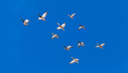 Flock of Mallard ducks Anas platyrhynchos flying