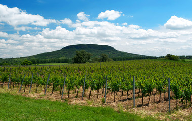Fototapeta na wymiar Winnica nad Balatonem, Węgry