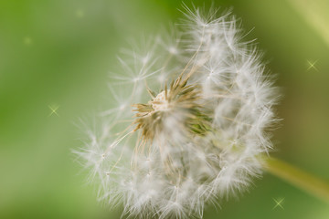 dandelion on nature