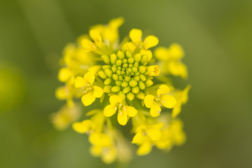 beautiful yellow flower in nature. macro