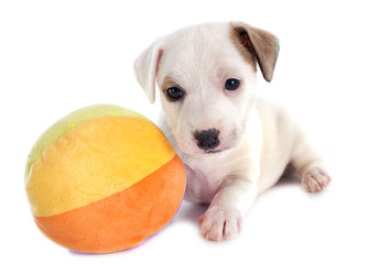 puppy jack russel terrier