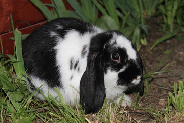 rabbit © Reklamatic