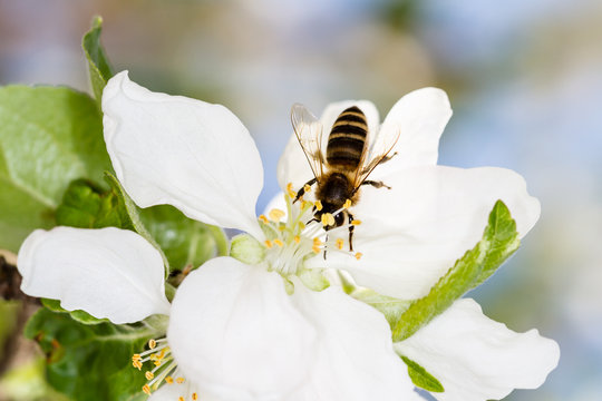 Honeybee on apple blossom