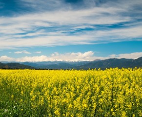 Obraz premium Raps field with Pyrenees in distance