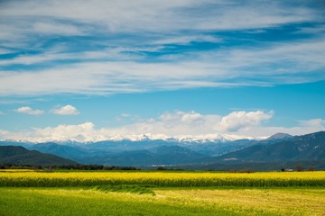 Raps field with Pyrenees in distance