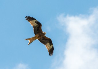 Gorgeous hawk flying in the sky
