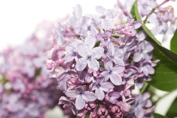 Fototapeta premium beautiful lilac flowers. macro