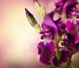 Fotobehang Iris Iris Flowers Art Design. Beautiful Violet Flower