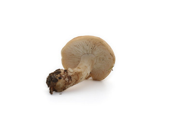 champignon