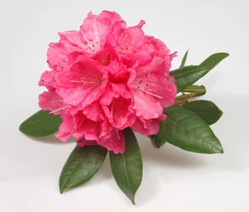 Fond de hotte en verre imprimé Azalée rhododendron