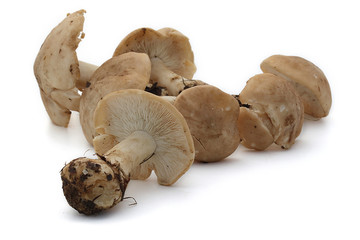 champignons
