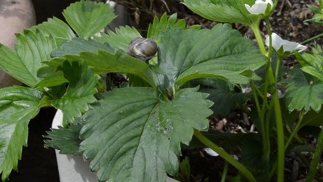 Schnecke Erdbeerblatt 01
