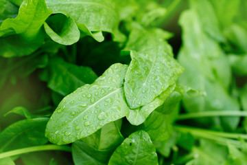 Drops of water on the sorrel after the rain. macro