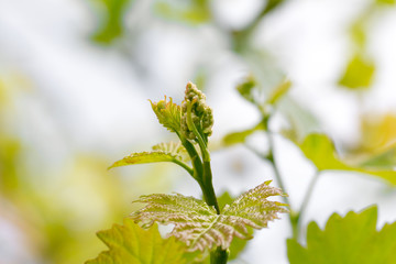 young shoots on grapes in nature