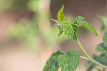 green leaves of raspberry in nature
