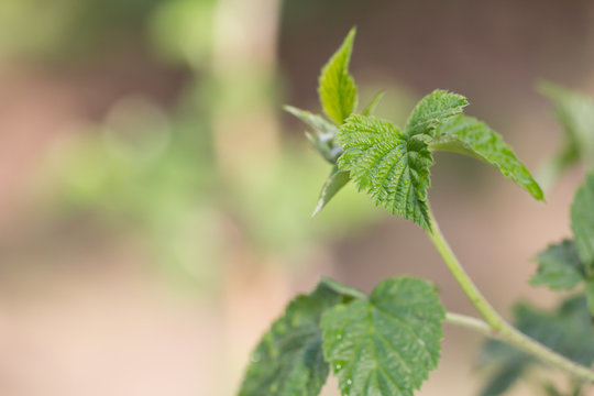 green leaves of raspberry in nature