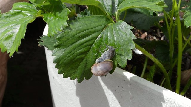 Schnecke hangelt