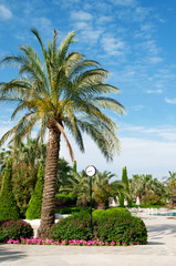 Fototapeta na wymiar street clock and a palm tree in a beautiful park