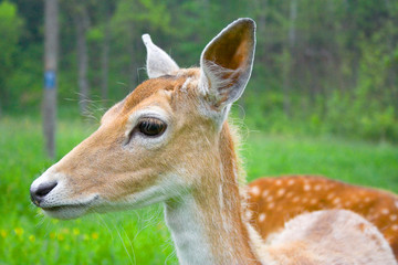 young fallow deer