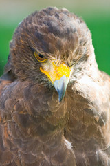 golden eagle close up