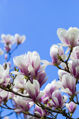 Obraz premium blooming magnoliaceae isolated on blue sky
