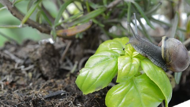 Schnecke Kraut