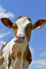 Vache pie-noir "type" pie-rouge