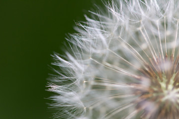 beautiful dandelion in nature. macro