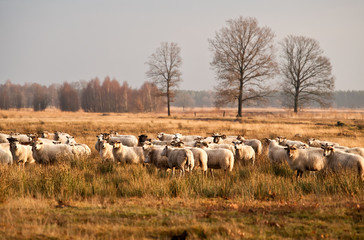Obraz premium sheep herd before sunset in Dwingelderveld