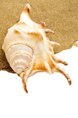 giant spider conch shell on the sand