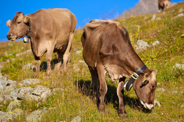 Cows on meadow