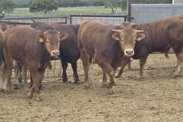 Toros en el establo